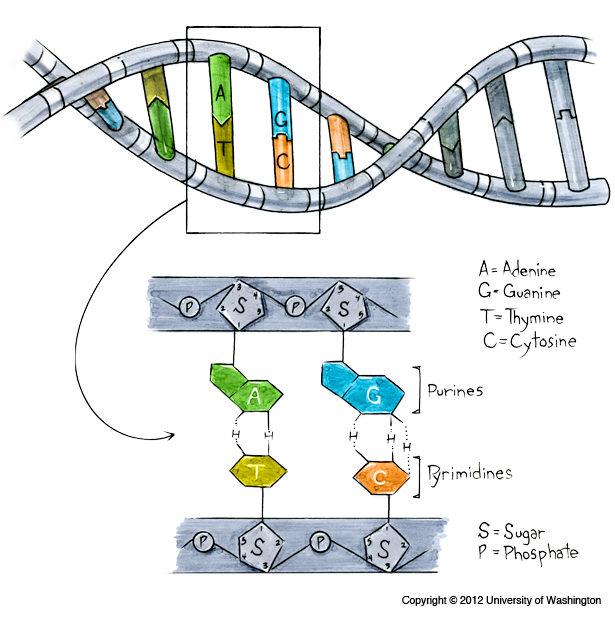 What are chromosomes made of?