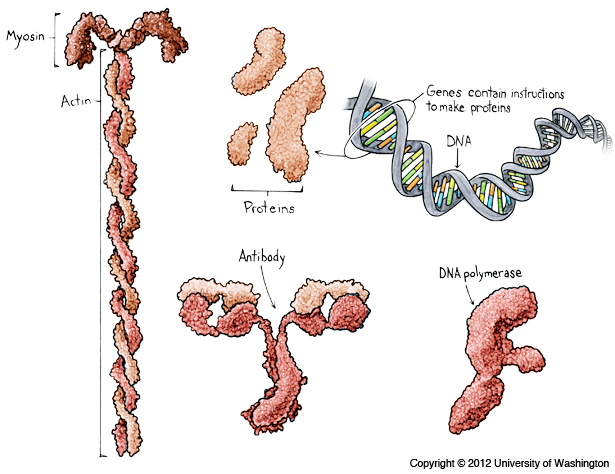 What does DNA do in my body? | My46