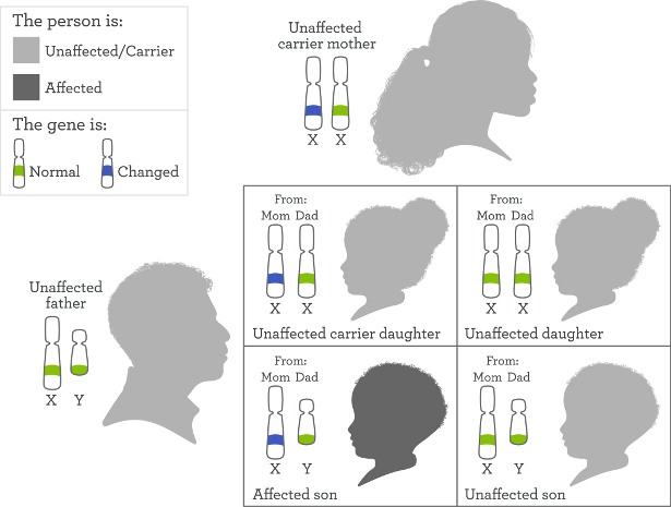 X-linked inheritance | My46